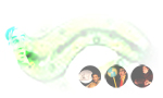 Site de La Sauce aux Clowns